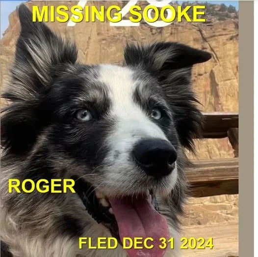 CAME HOME ON OWN - SOOKE BC. / ROGER / DEC. 31, 2024