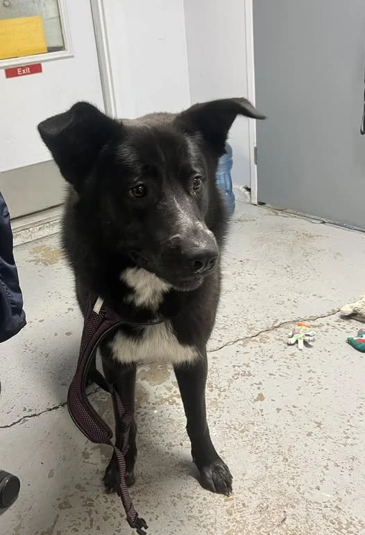 GONE TO SHELTER - GONE HOME -N. SAANICH BC. / DEC. 31, 2024
