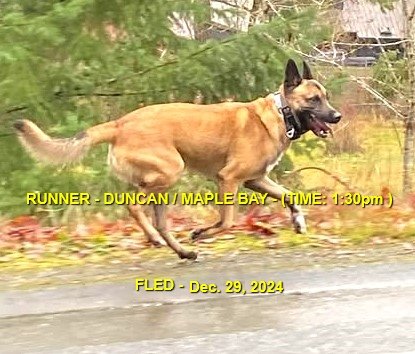 CAME HOME ON OWN - DUNCAN BC. / DEC. 29, 2024