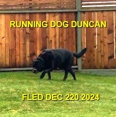 CAME HOME ON OWN - DUNCAN BC. / DEC. 20, 2024