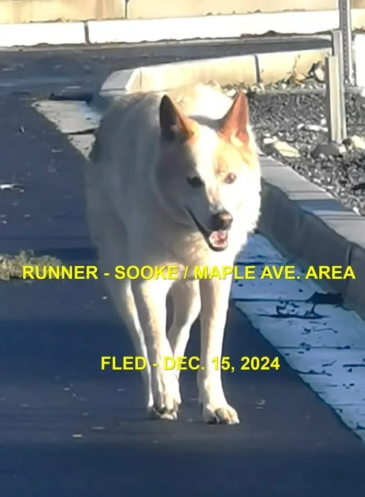 WENT HOME ON THEIR OWN - SOOKE BC. / DEC. 15, 2024
