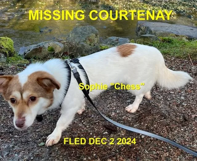 OVER THE RAINBOW BRIDGE - COURTENAY BC. / SOPHIE / DEC. 2, 2024