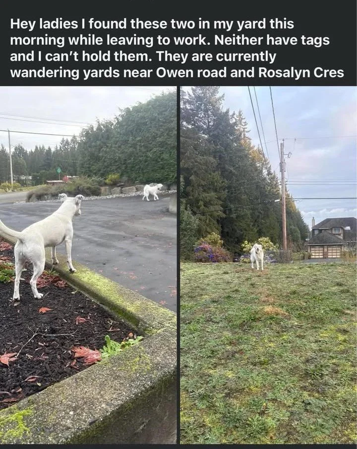 WENT HOME ON OWN - NANAIMO BC. / NOV. 28, 2024