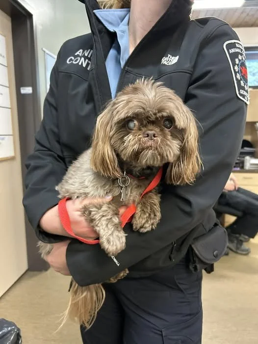 GONE TO SHELTER - GONE HOME - NANAIMO BC. / NOV. 26, 2024