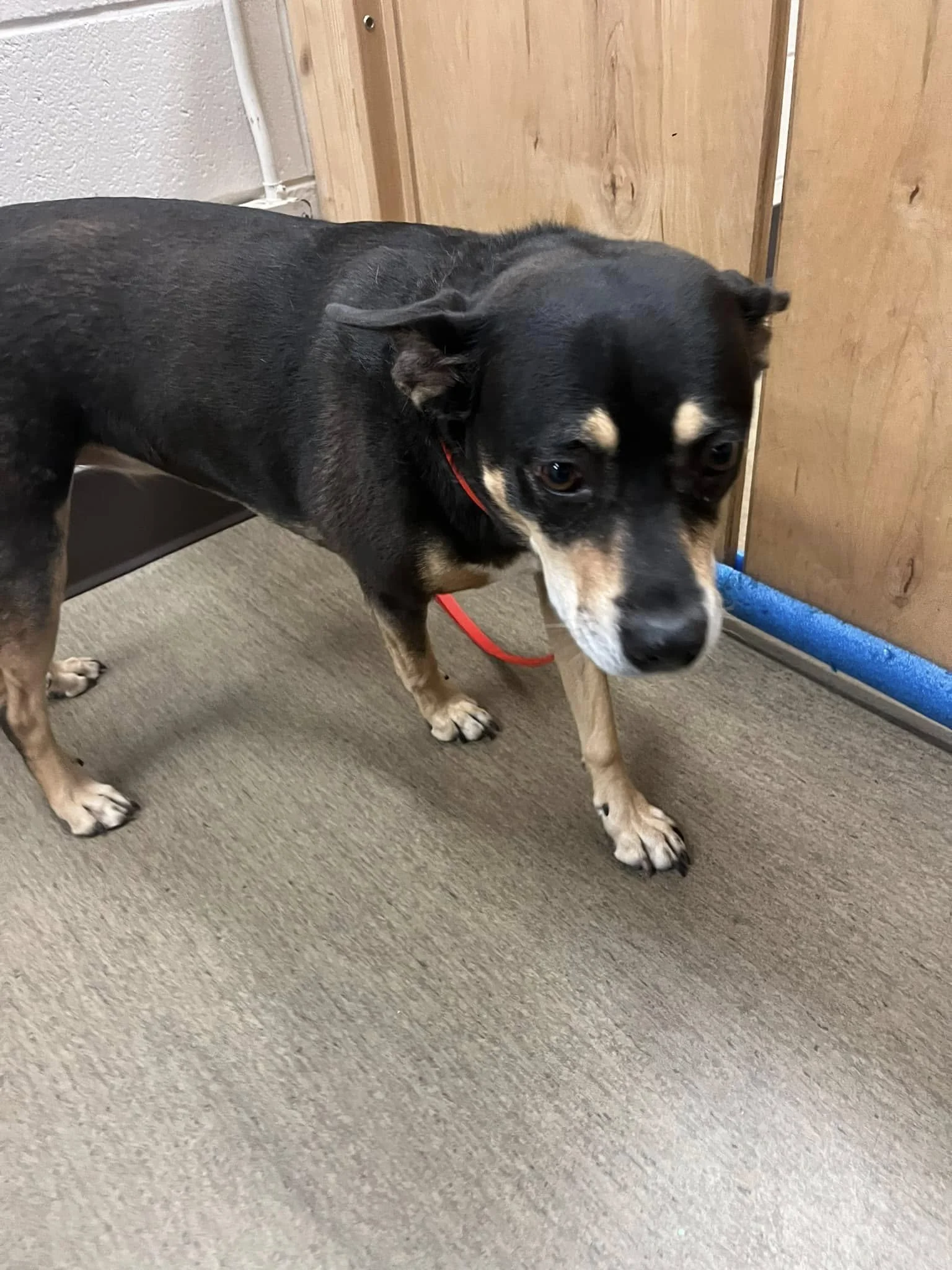 GONE TO SHELTER - GONE HOME - NANAIMO BC. / NOV. 25, 2024