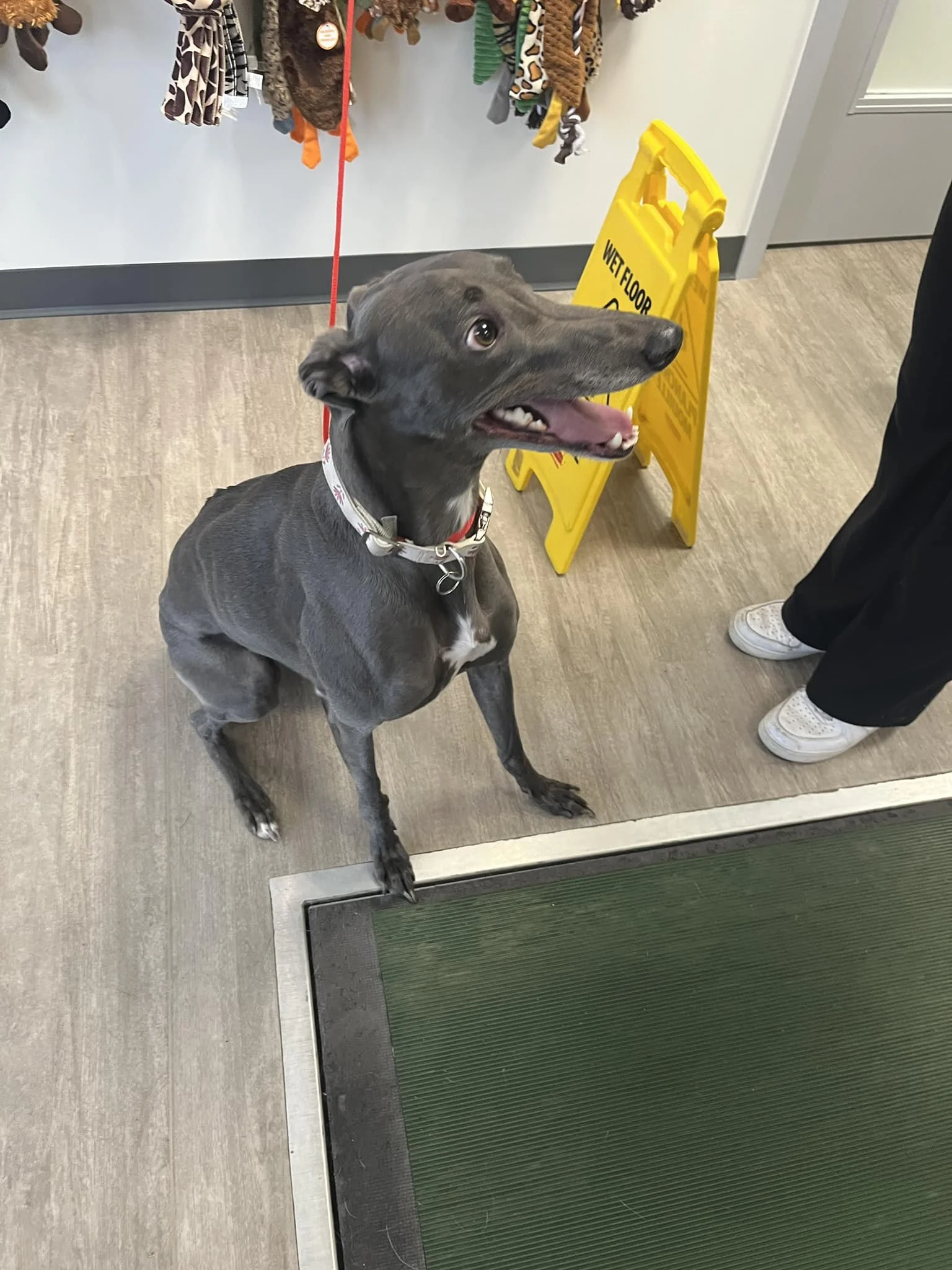 GONE TO SHELTER - NANAIMO BC. / JAN. 8, 2025