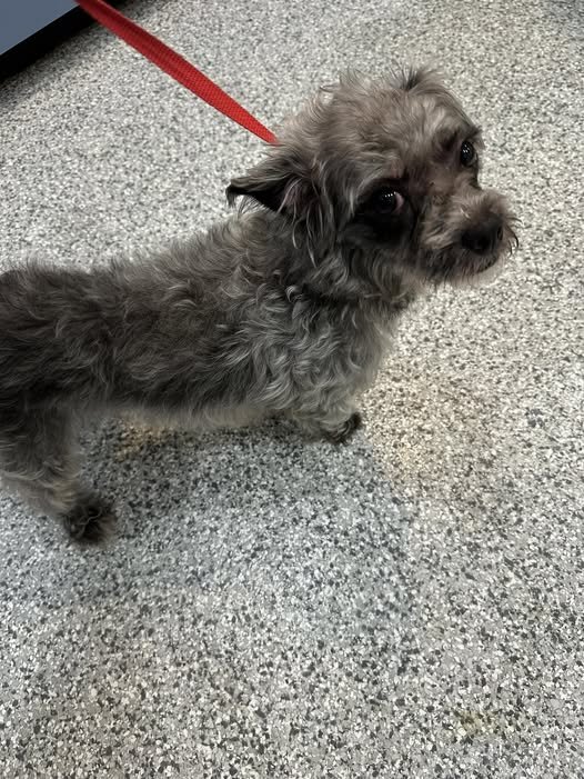GONE TO SHELTER / REHOMED - CEDAR BC. / FEB. 29, 2024