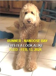 WENT HOME ON OWN - NANOOSE BAY BC. / FEB. 13, 2024