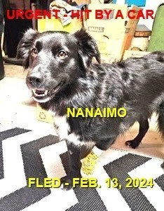 ( HIT BY CAR - VERY INJURED) BUT A HAPPY ENDING - NANAIMO / HILDE / FEB. 13, 2024
