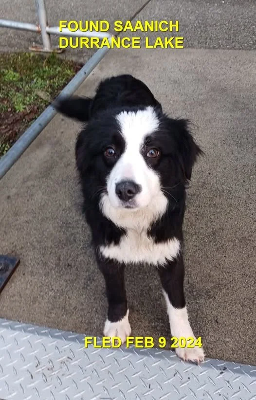 HAPPY ENDINGS - SAANICH BC. / FEB. 9, 2024