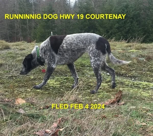 UNRESOLVED - COURTENAY BC. / FEB. 4, 2024
