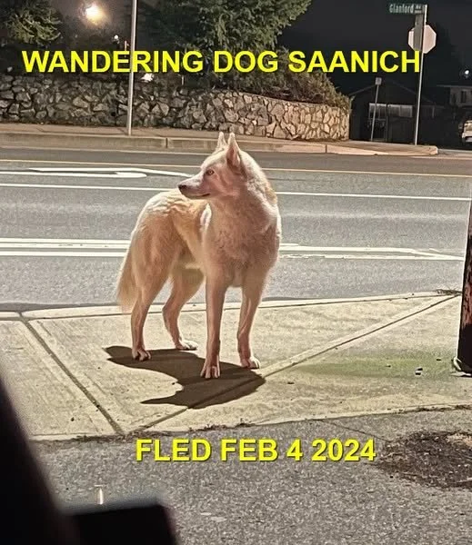 UNRESOLVED - SAANICH BC. / FEB. 4, 2024