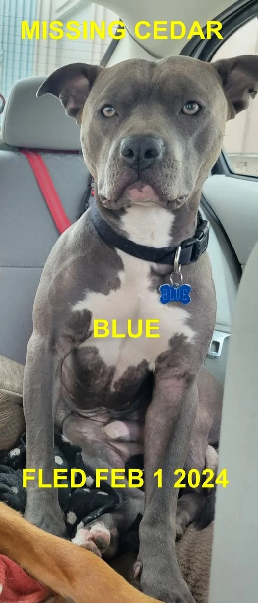 HAPPY ENDINGS - CEDAR BC. / BLUE / FEB. 1, 2024