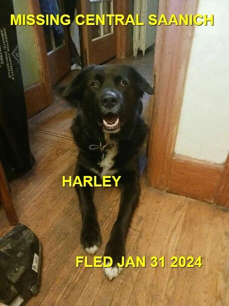 UNRESOLVED - CENTRAL SAANICH BC. / HARLEY / JAN. 29, 2024
