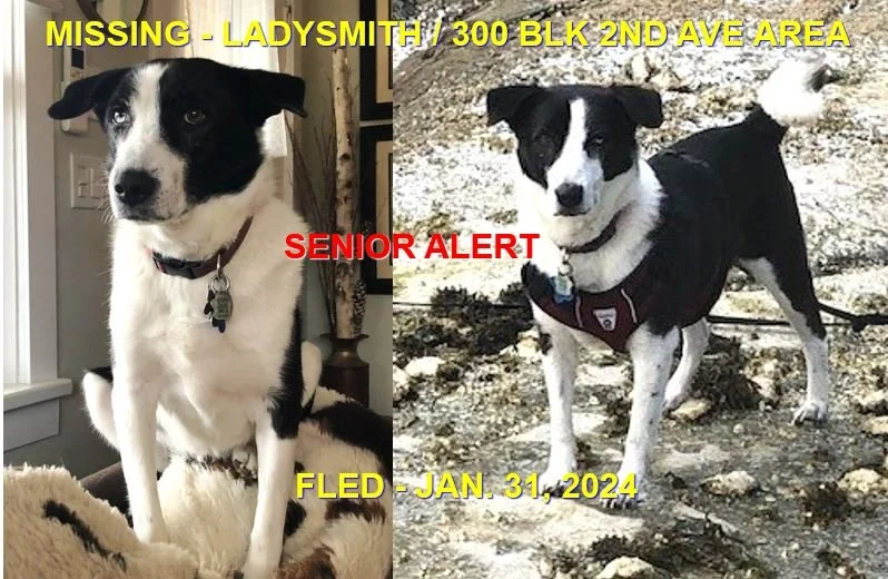 WENT HOME ON OWN - LADYSMITH BC. / CHAKRAS / JAN. 31, 2024