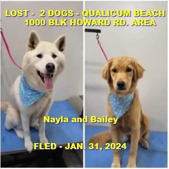 HAPPY ENDINGS X 2 DOGS - QUALICUM BEACH BC. / NAYLA &amp; BAILEY / JAN. 31, 2024