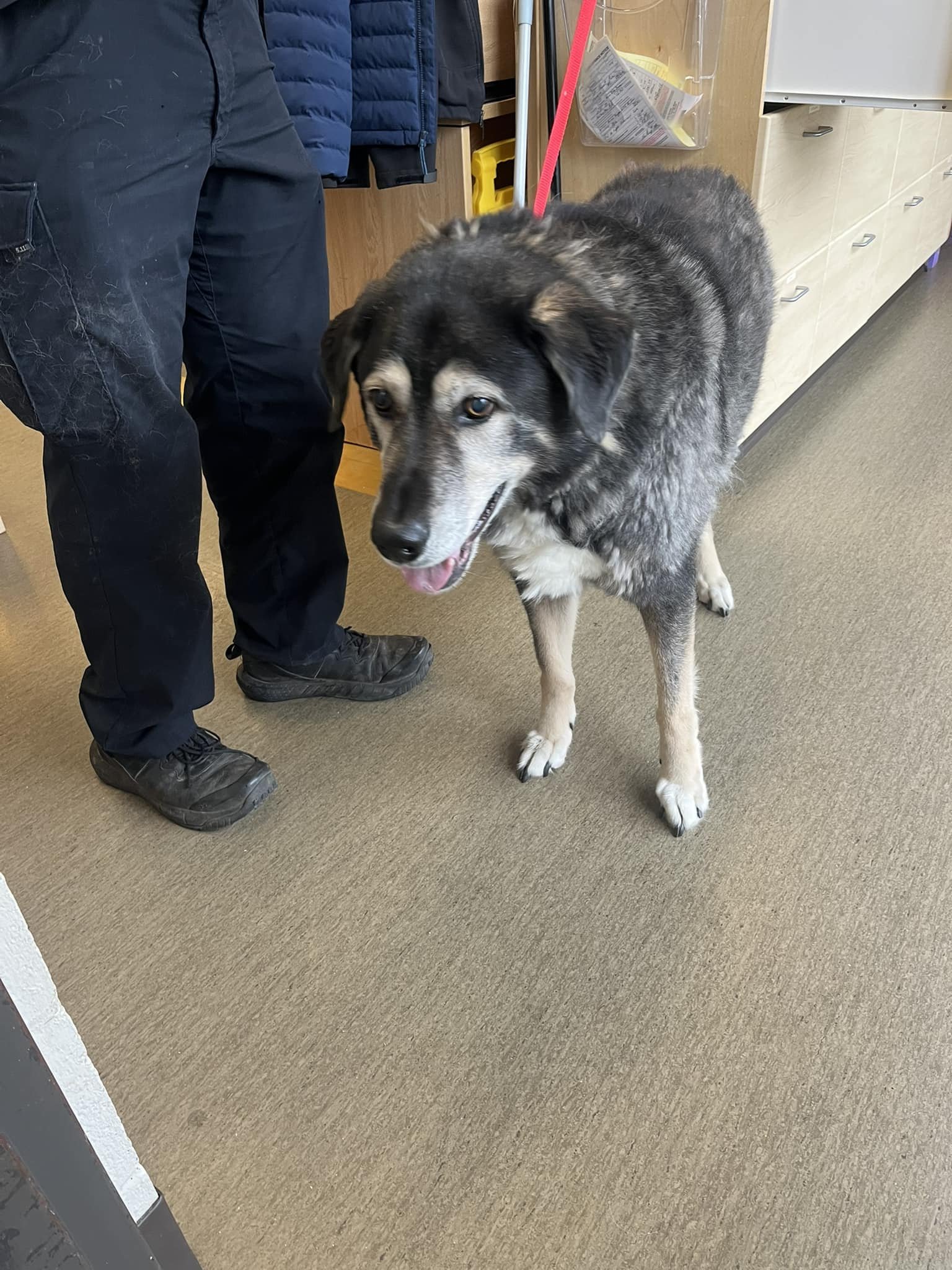 GONE TO SHELTER - GONE HOME - NANAIMO BC. / JAN 29, 2025
