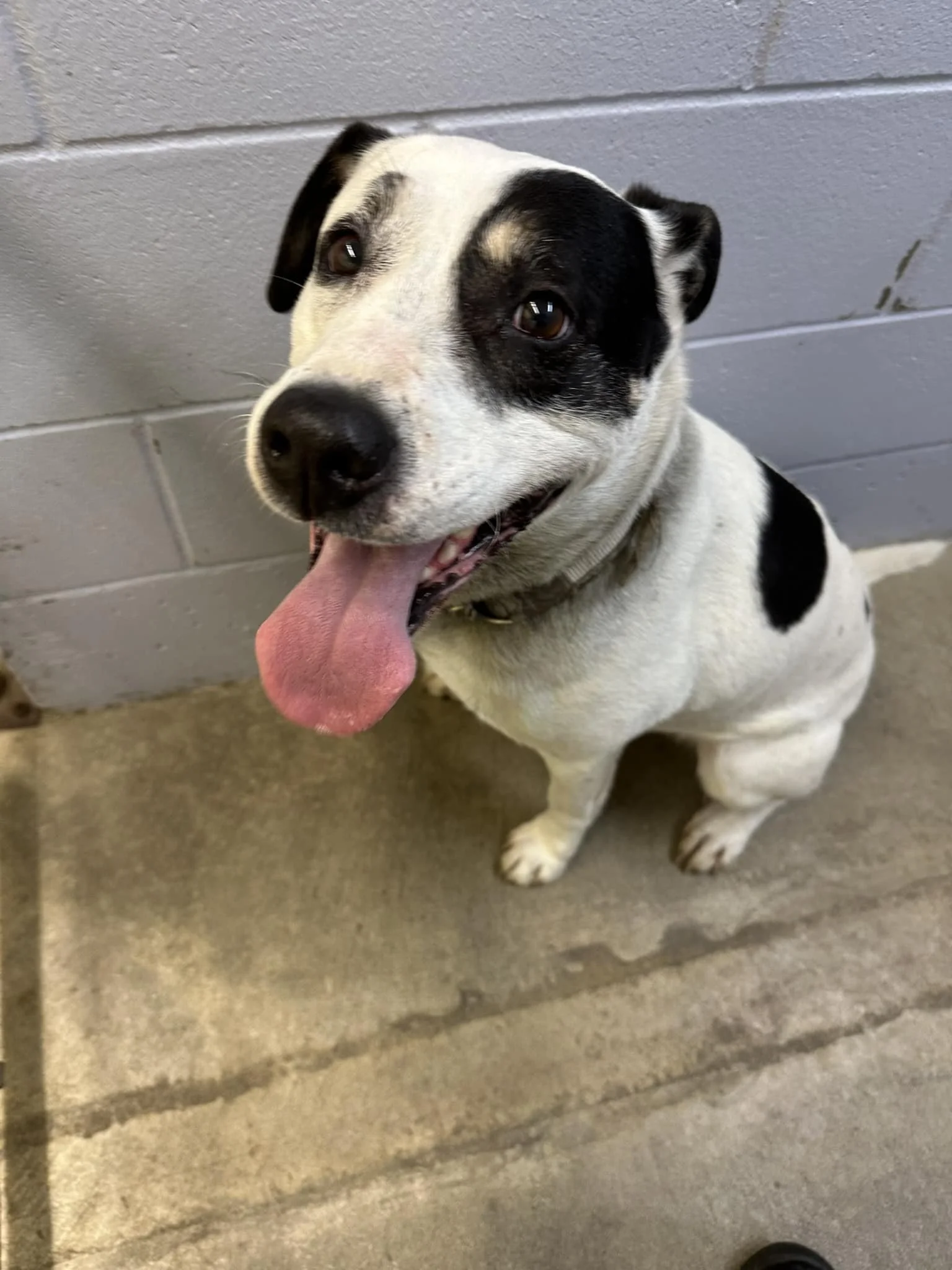 GONE TO SHELTER / GONE HOME - DUNCAN BC. / JAN. 27, 2025