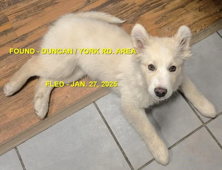 GONE TO SHELTER / GONE HOME - DUNCAN BC. / JAN 27, 2025