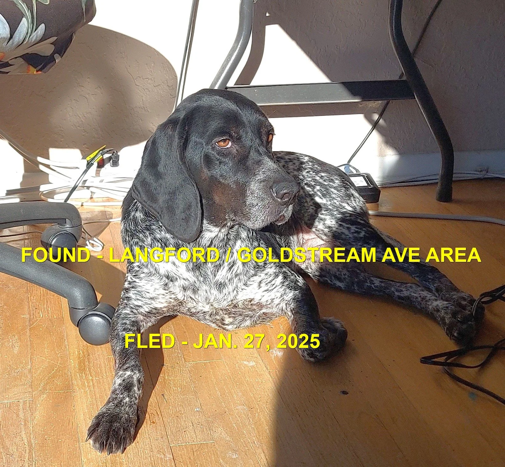 GONE TO SHELTER / GONE HOME - LANGFORD BC. / PENNY / JAN 27, 2025