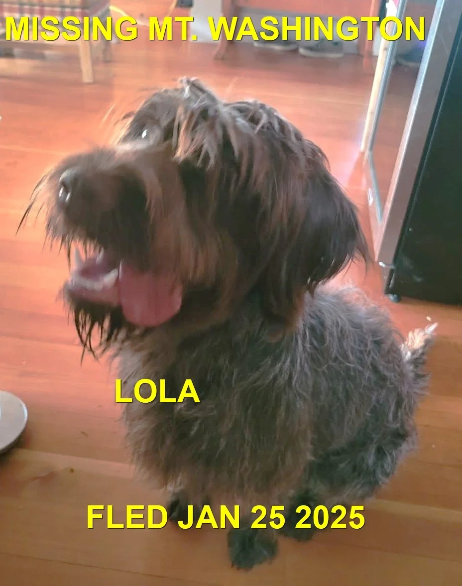 WENT HOME ON THEIR OWN - COURTENAY BC. / LOLA / JAN. 25, 2025