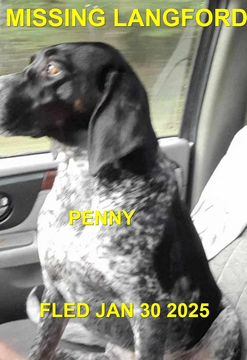 GONE TO SHELTER / GONE HOME - LANGFORD BC. / PENNY / JAN. 30, 2025
