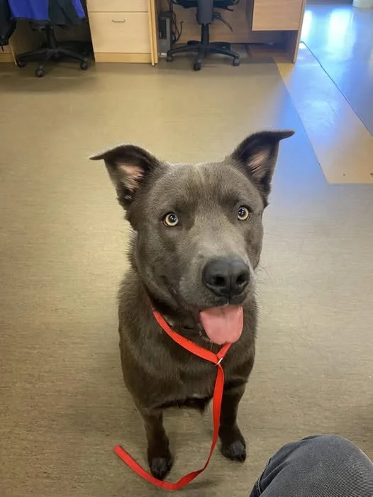 GONE TO SHELTER / GONE HOME - NANAIMO BC. / JAN 17, 2025