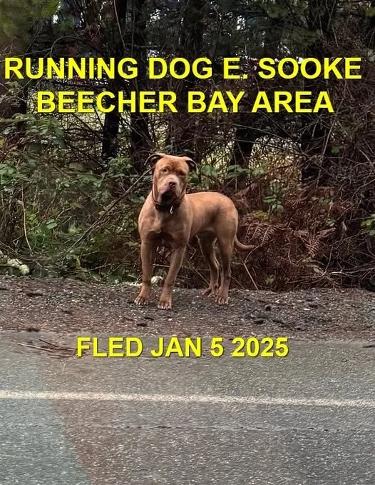 UNRESOLVED - EAST SOOKE BC. / JAN. 5, 2025
