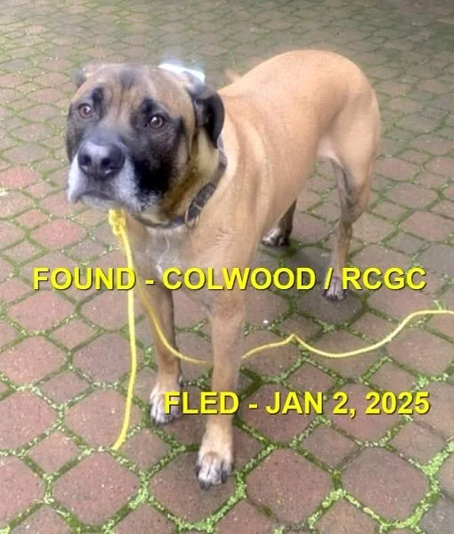 GONE TO SHELTER / GONE HOME - COLWOOD BC. / JAN. 4, 2025