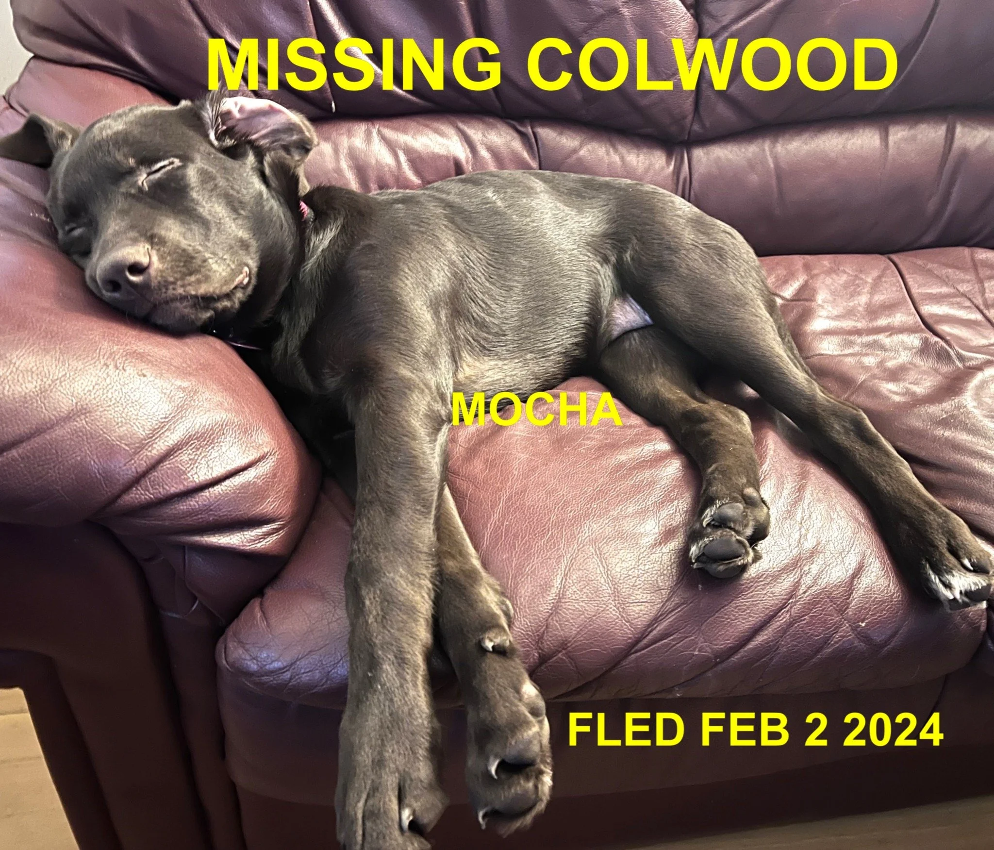 WENT HOME ON THEIR OWN - COLWOOD BC. / MOCHA / FEB. 1, 2025