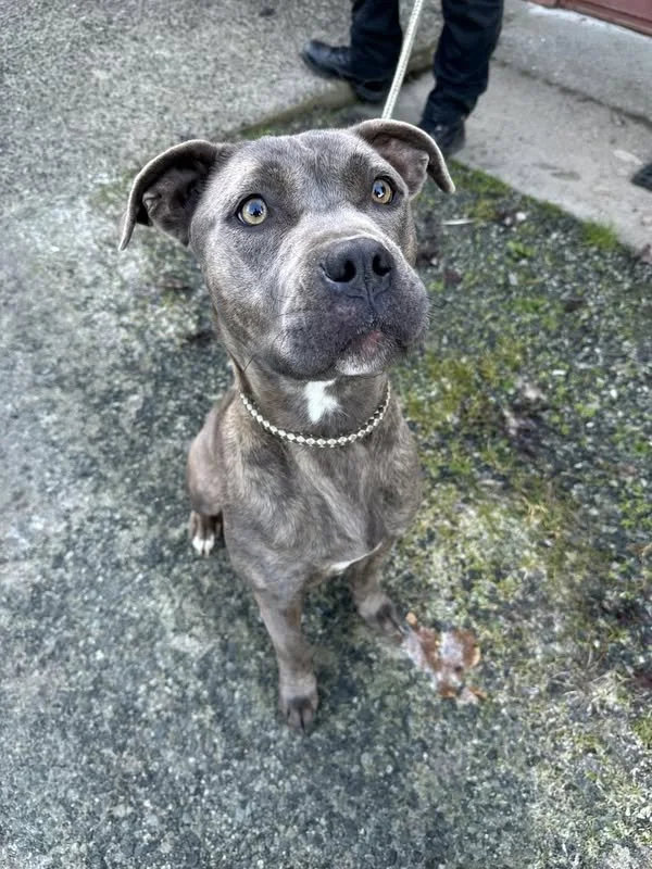 GONE TO SHELTER / GOING TO RESCUE - DUNCAN BC / JAN. 28, 2025                As of Feb. 5, this dog will be transferred to rescue this week