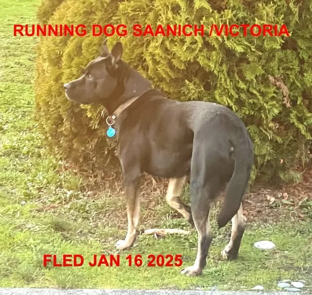 UNRESOLVED - SAANICH BC. / JAN. 16, 2025