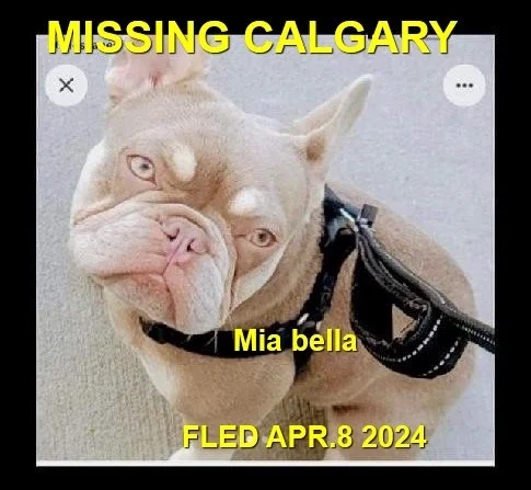 STILL MISSING - CALGARY ALBERTA / MIA BELLA / MAR 10, 2023