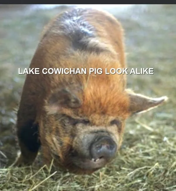 HAPPY ENDINGS - LAKE COWICHAN BC. / YODA PIG / JAN. 29, 2024