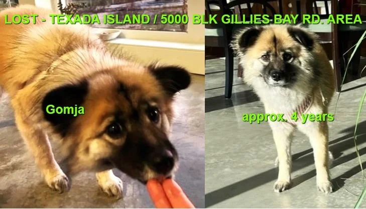 STILL MISSING - TEXADA ISLAND BC. / GOMJA / JAN. 29, 2024