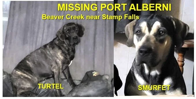 HAPPY ENDINGS - PORT ALBERNI BC. / TURTLE &amp; SMURFET / JAN. 26, 2024