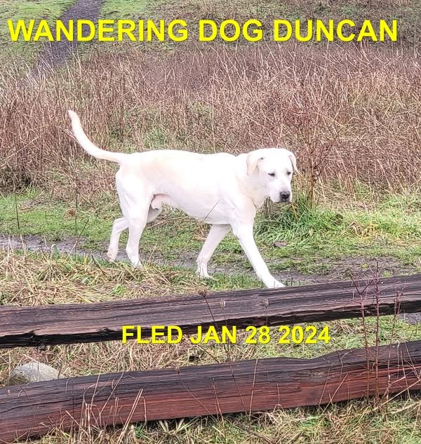 HAPPY ENDINGS -DUNCAN BC. / BUDDY / JAN 28, 2024