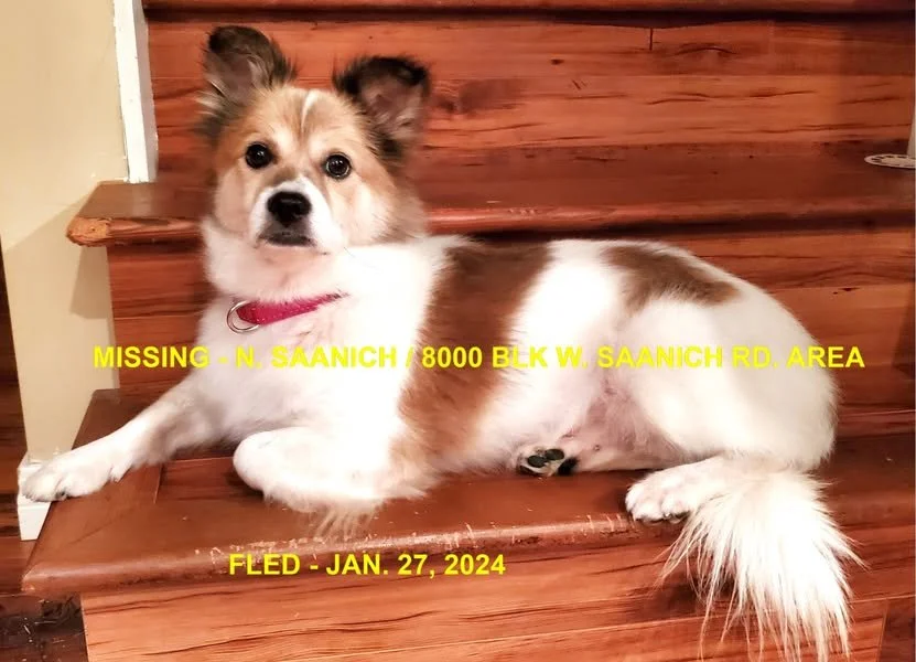 GONE TO SHELTER - GONE HOME -N. SAANICH BC. / ROSCO / JAN 27, 2024
