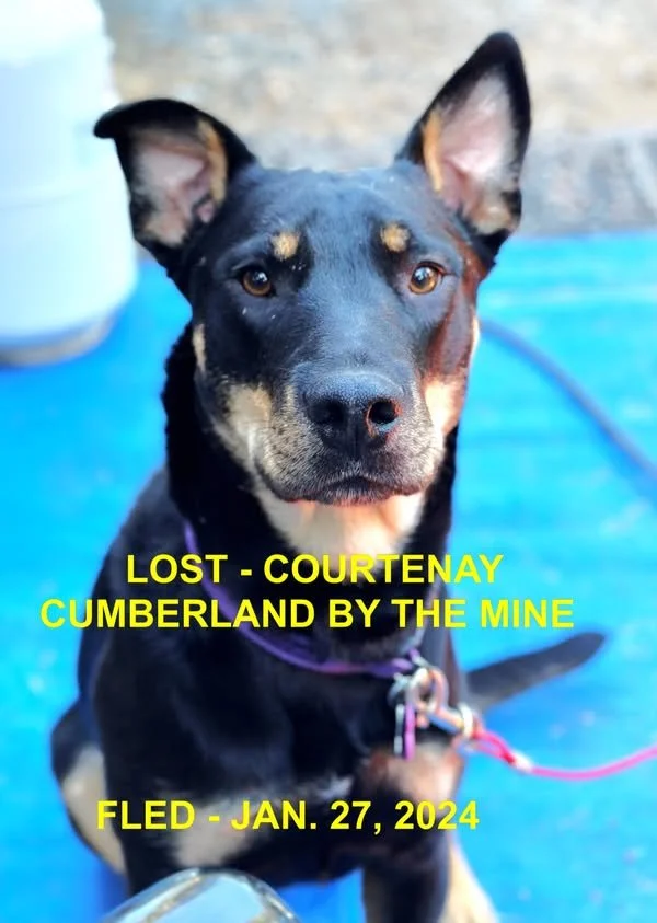 HAPPY ENDINGS - COURTENAY BC. / HARVEST / JAN27, 2024