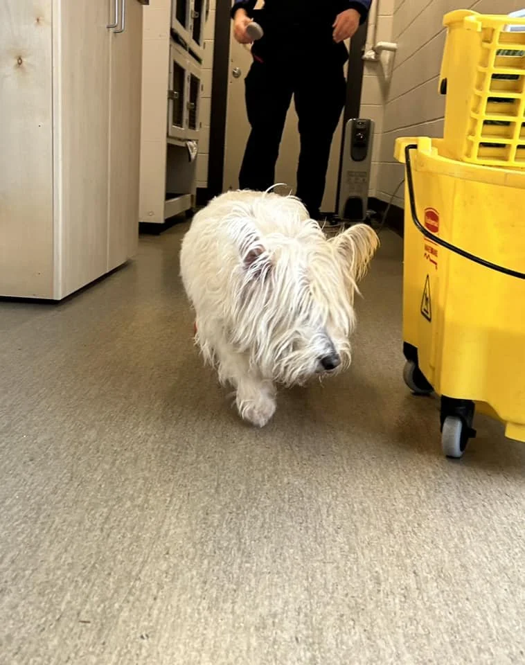 GONE TO SHELTER - GONE HOME - NANAIMO BC. / JAN 26, 2024