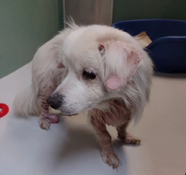 GONE TO SHELTER - VICTORIA BC. / JAN 25, 2024