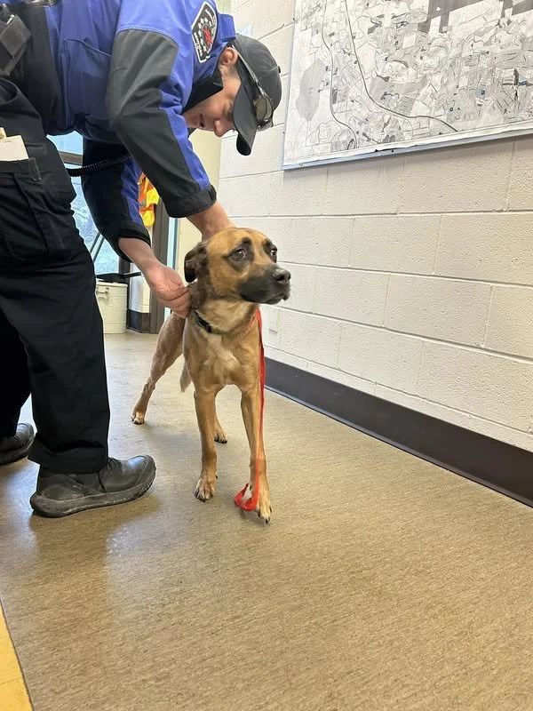 GONE TO SHELTER - GONE HOME - NANAIMO BC. / BENNY / JAN. 25, 2024