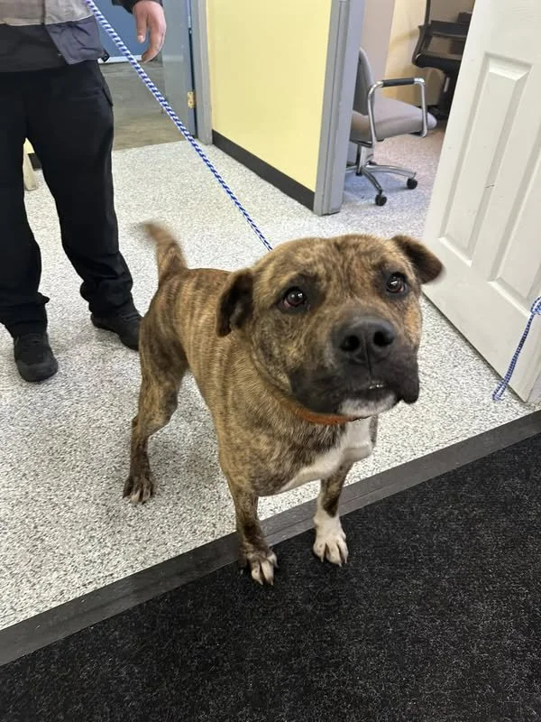 GONE TO SHELTER - GONE HOME - CEDAR BC. / JAN. 23, 2024