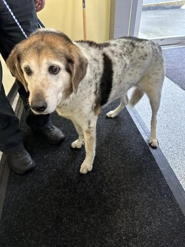 GONE TO SHELTER - GONE HOME - CHEMAINUS BC. / FLOWER / JAN. 22, 2024