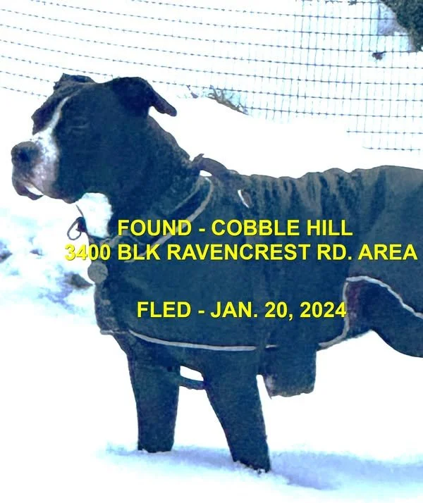 HAPPY ENDINGS - COBBLE HILL BC. / HANK / JAN. 20, 2024