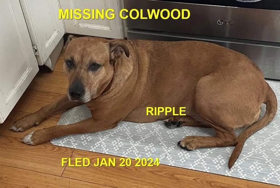 HAPPY ENDINGS - COLWOOD BC. / RIPPLE / JAN 20, 2024