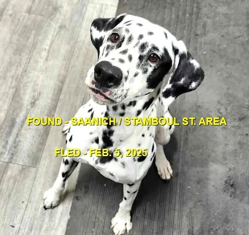 GONE TO SHELTER / GONE HOME - SAANICH BC. / JAN. 5, 2025