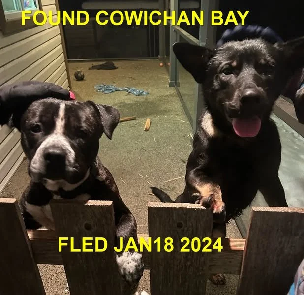 GONE TO SHELTER / GONE HOME - COWICHAN BAY BC. / JAN. 18, 2024