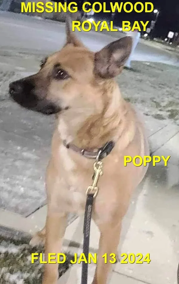 HAPPY ENDINGS - COLWOOD BC. / POPPY / JAN. 13, 2024