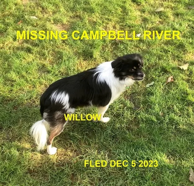 HAPPY ENDINGS - CAMPBELL RIVER BC. / WILLOW / NOV. 29, 2023- TRAPPED JAN 13, 2024